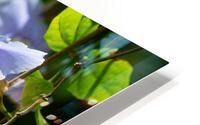 Flora HD Metal print