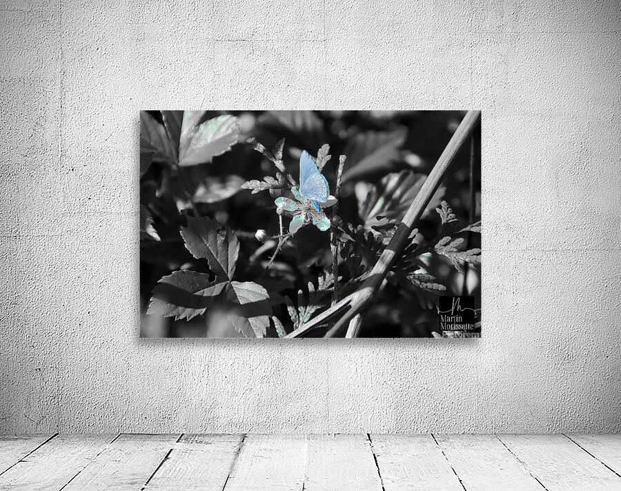 Blue butterfly Wall Preview