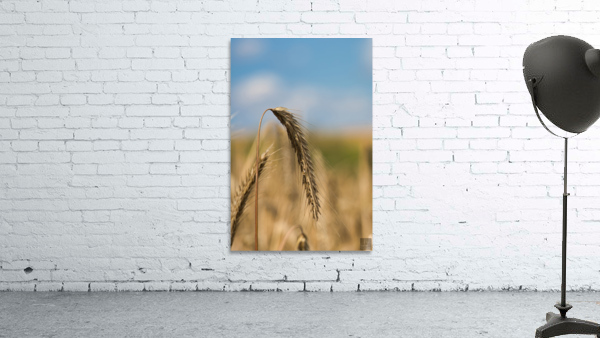 Champs de ble Wall Preview