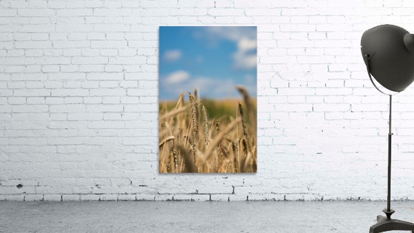 Champs de ble Wall Preview