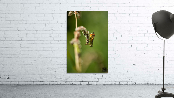 Beauté naturel Wall Preview