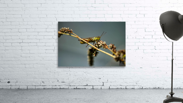 Beauté naturel Wall Preview