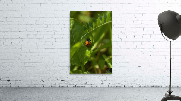 Beauté naturel Wall Preview