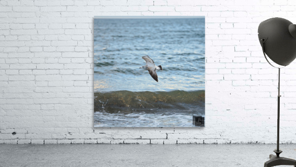 Goeland marin Wall Preview