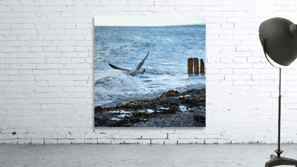 Goeland marin Wall Preview