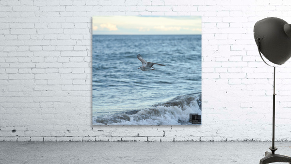 Goeland marin Wall Preview
