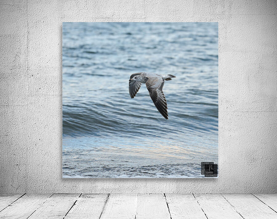 Goeland marin Wall Preview