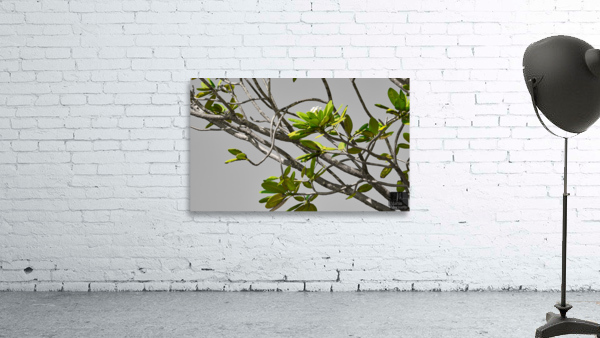 Zen Wall Preview