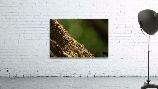 A7404273 Wall Preview