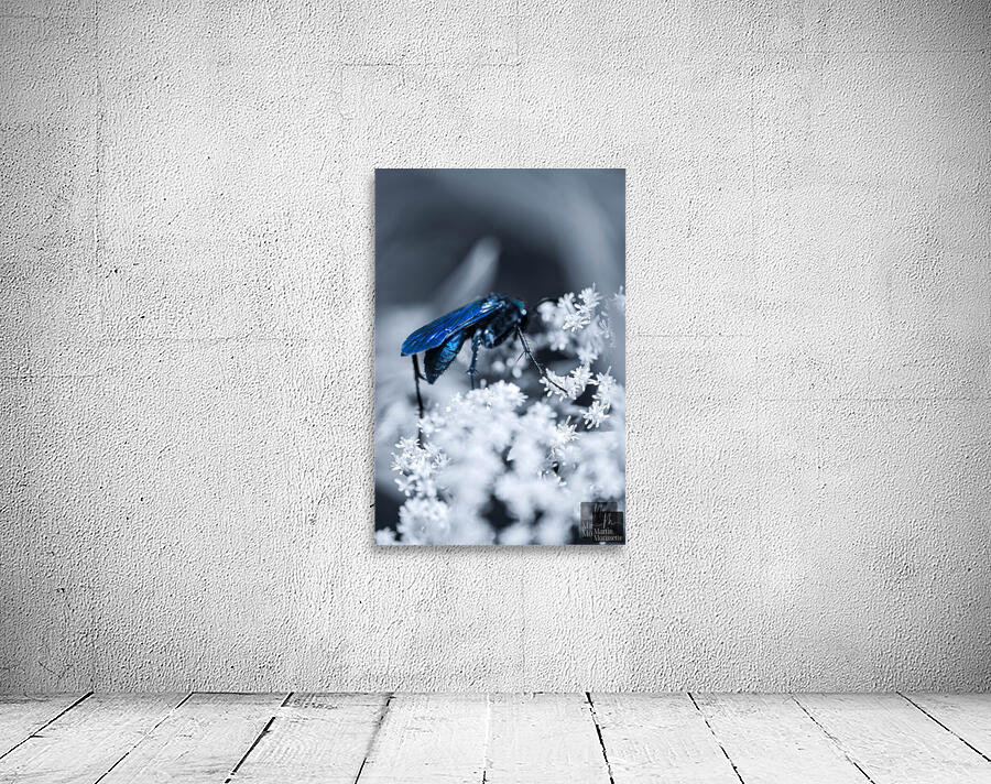 White and Blue Wall Preview