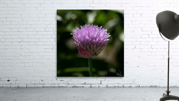 Florail Wall Preview