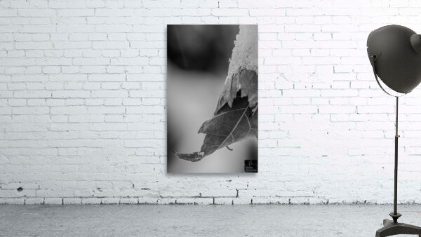 Neige  3 Wall Preview
