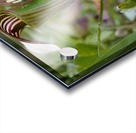 Jack in the Pulpit Acrylic print