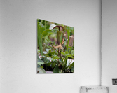 Jack in the Pulpit Acrylic Print