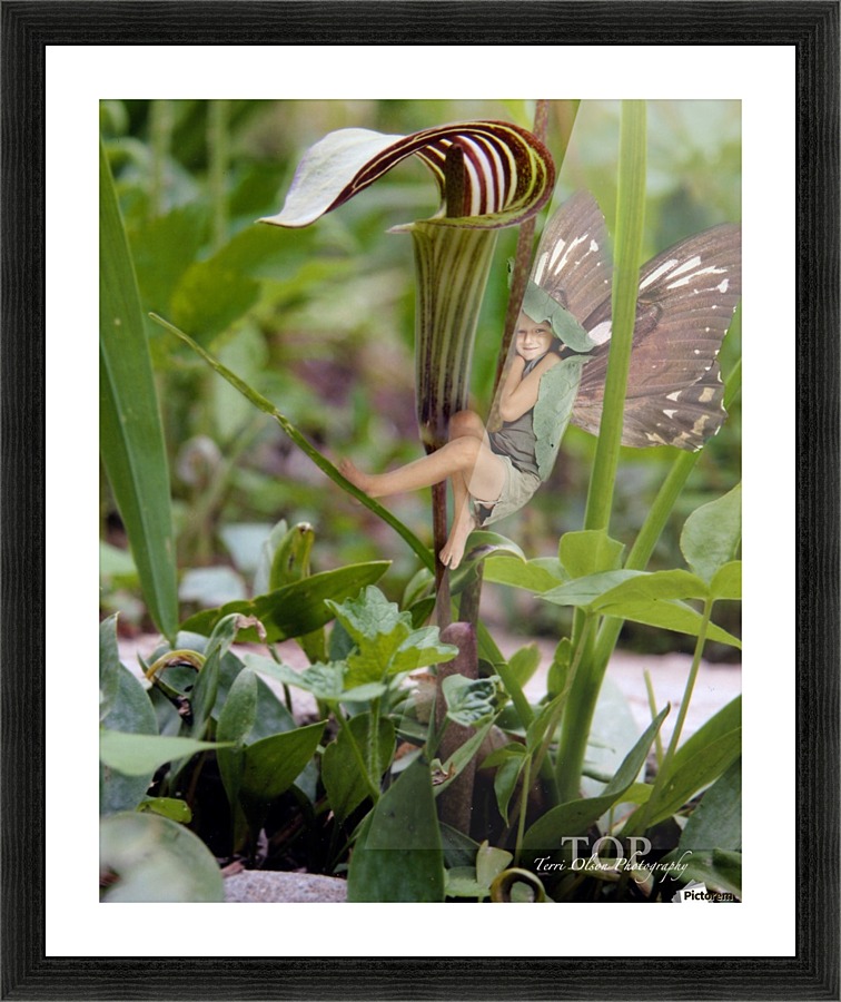 Jack in the Pulpit Picture Frame print