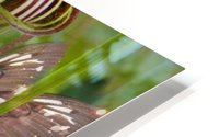 Jack in the Pulpit HD Metal print