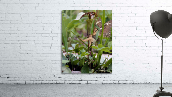 Jack in the Pulpit Wall Preview