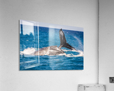 Whales Acrylic Print