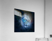 Lion Portrait Acrylic Print