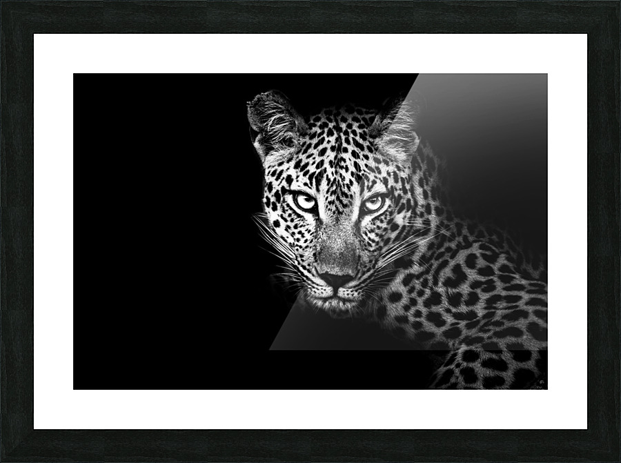 Leopard Eyes Picture Frame print