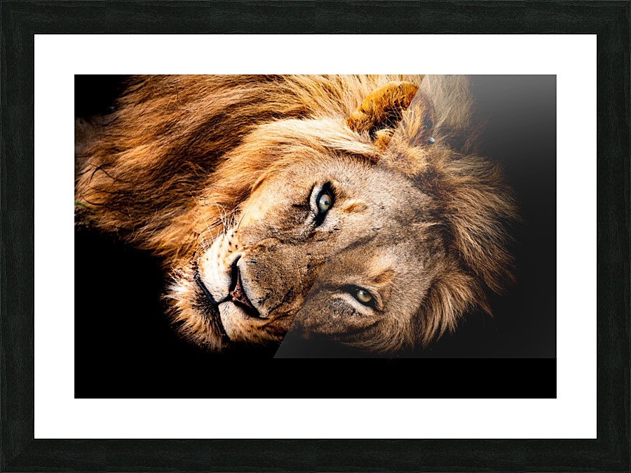 Lion Picture Frame print