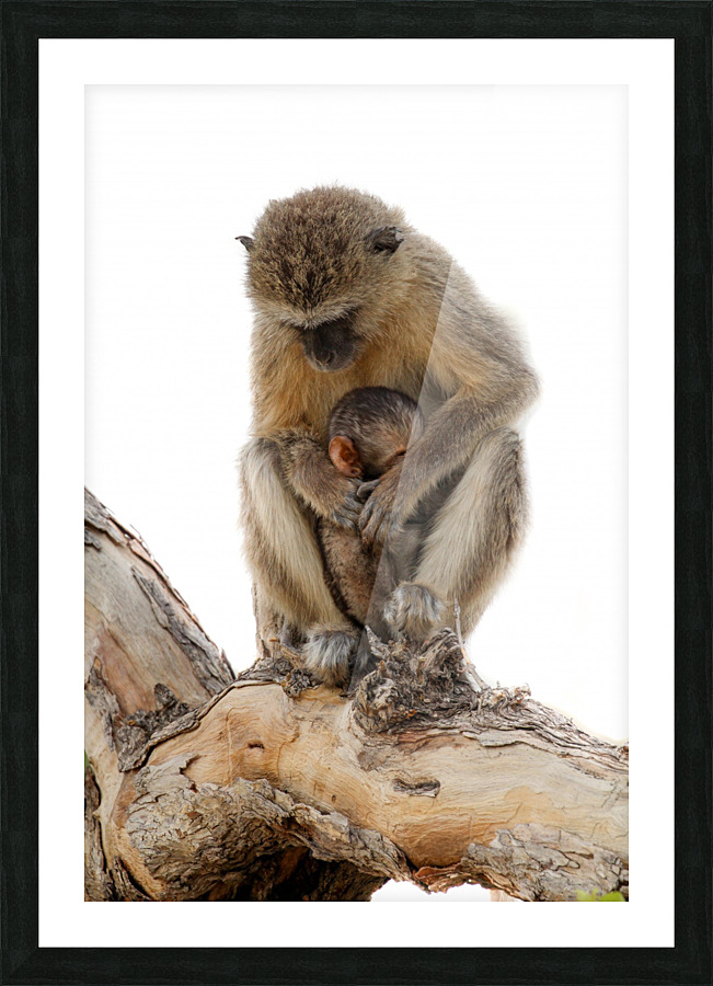 Monkey & Mom Picture Frame print