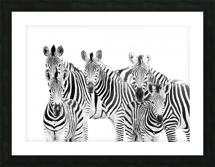 Zebra Cluster Picture Frame print