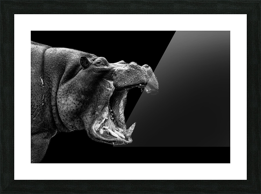 Hippo Shout Picture Frame print