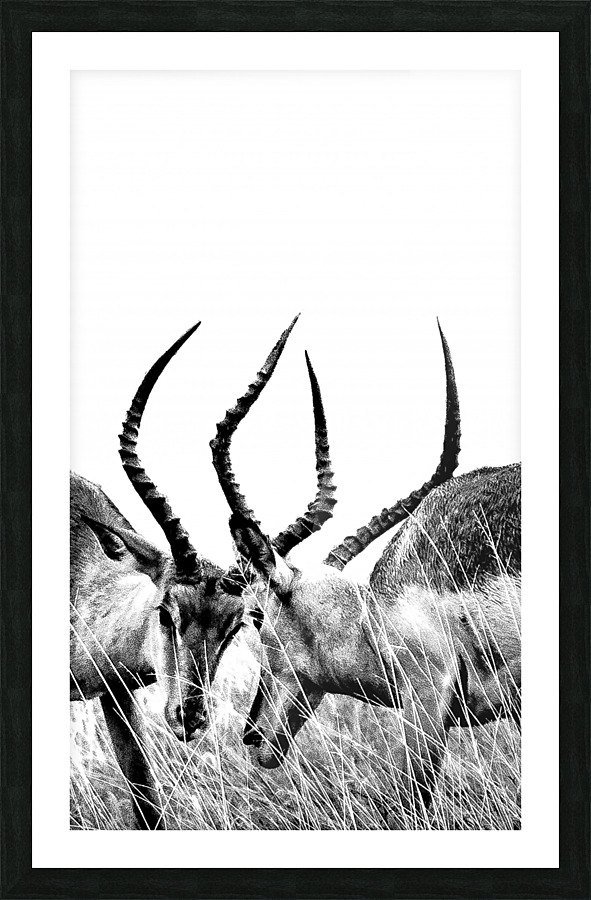 Impala Picture Frame print