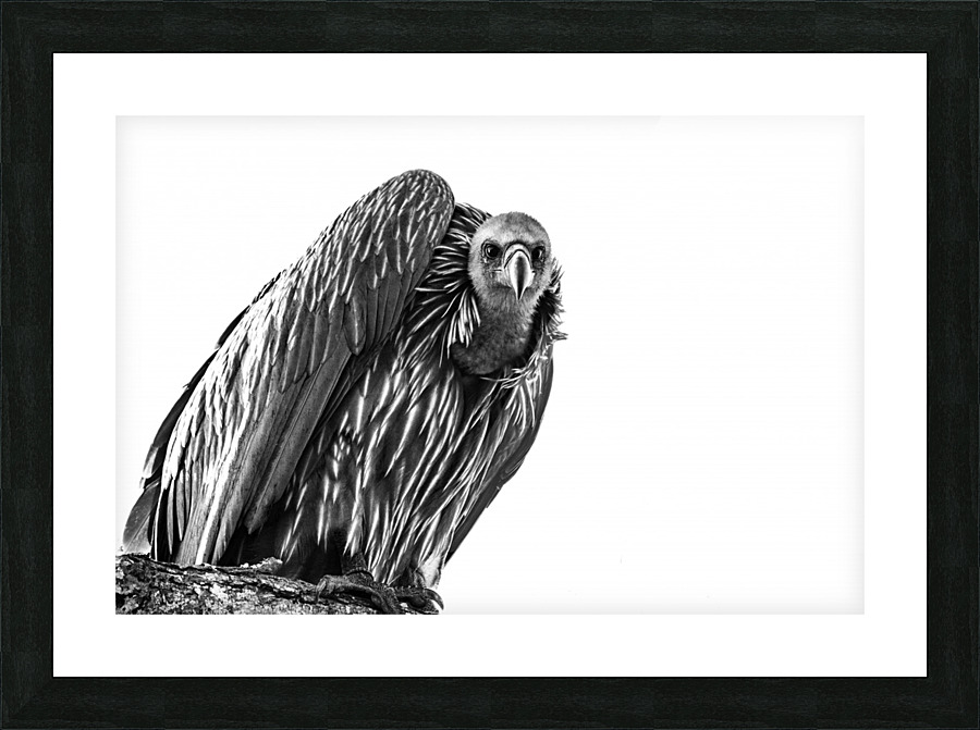 Vulture Picture Frame print