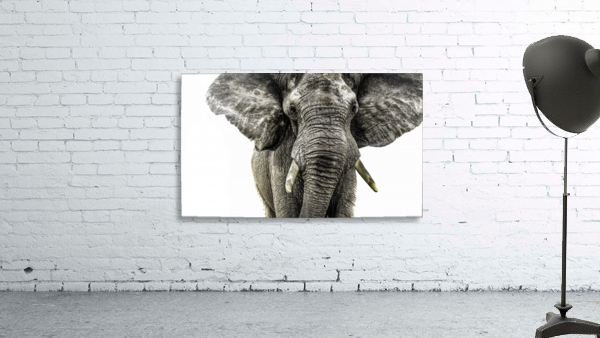 Elephant Surge Wall Preview