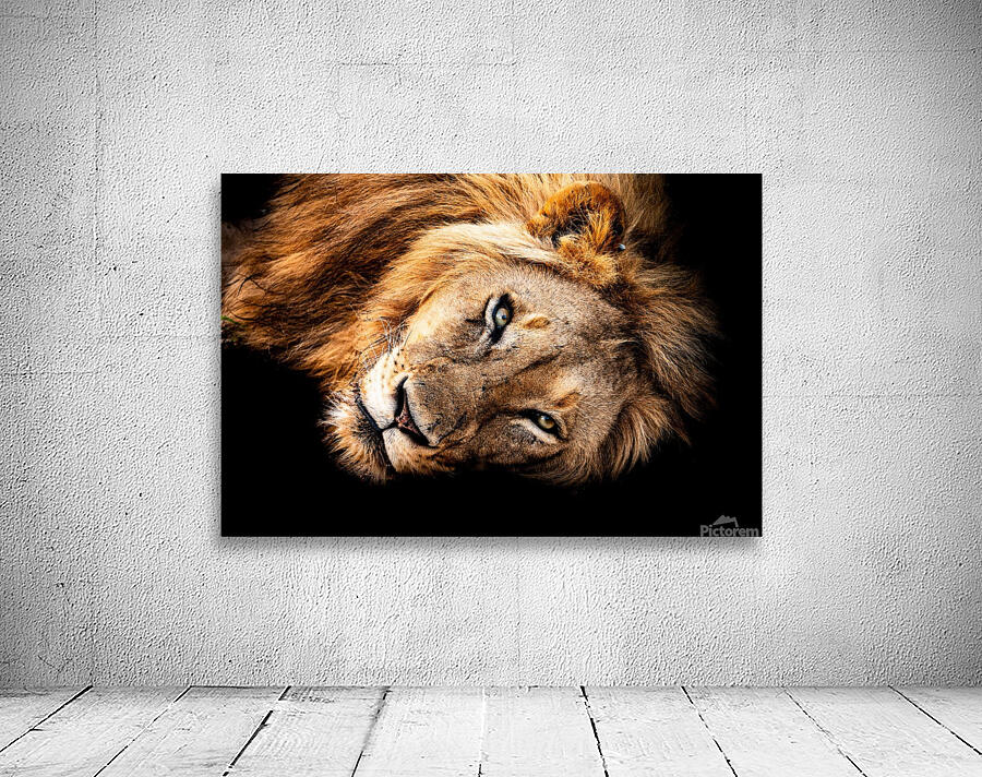 Lion Wall Preview