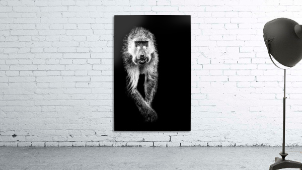 Monkey Wall Preview