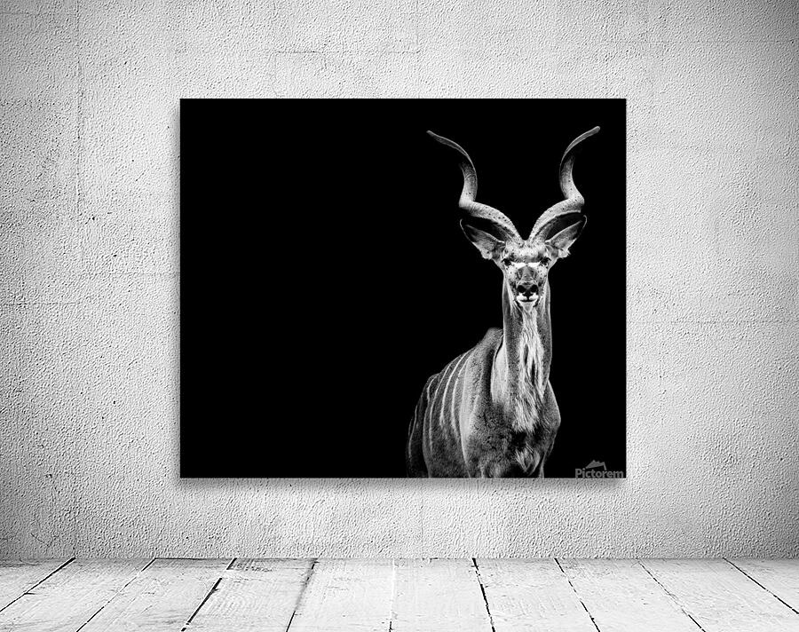 Kudu Wall Preview