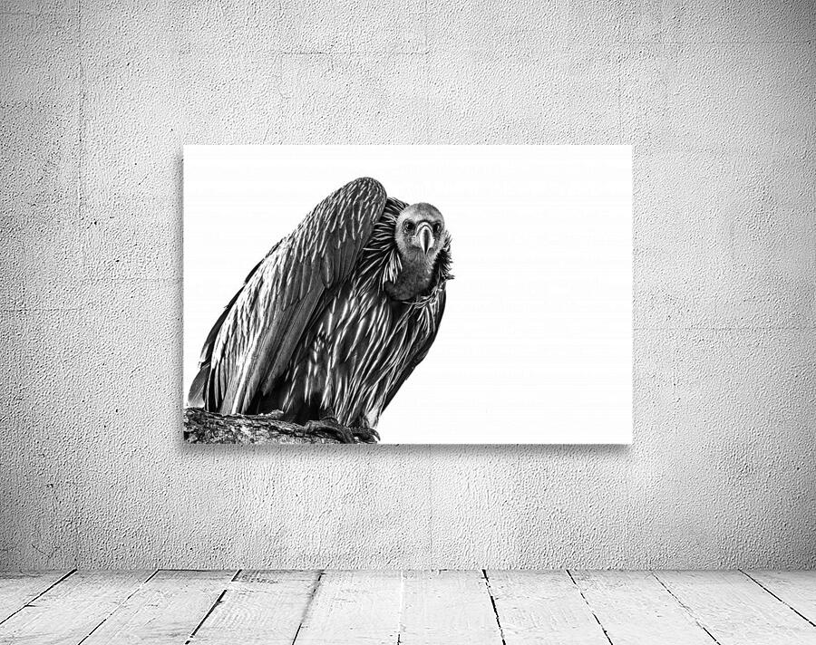 Vulture Wall Preview