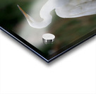 Egret Preening Acrylic print