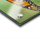 Monarch Acrylic print