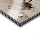Sandhill Cranes 1 Acrylic print