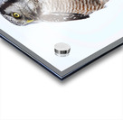 Hawk Owl Post Acrylic print