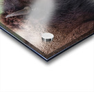 Bison profile Acrylic print