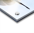 Great Egret Acrylic print