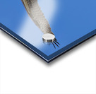 Osprey Flight Acrylic print