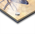 AutumnBuck Acrylic print