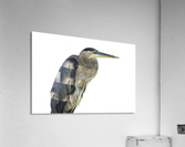 Blue on White  Acrylic Print