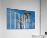 Osprey Wings  Acrylic Print