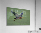 Green Flight Acrylic Print