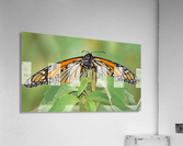 Monarch Acrylic Print