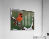 Northern cardinal  Acrylic Print