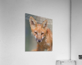 Look Into My Eyes  Acrylic Print
