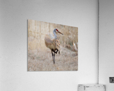Crane Balance Acrylic Print